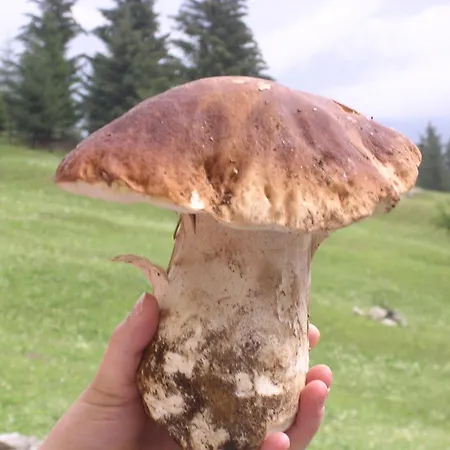 Pizzo Del Frate Crodo